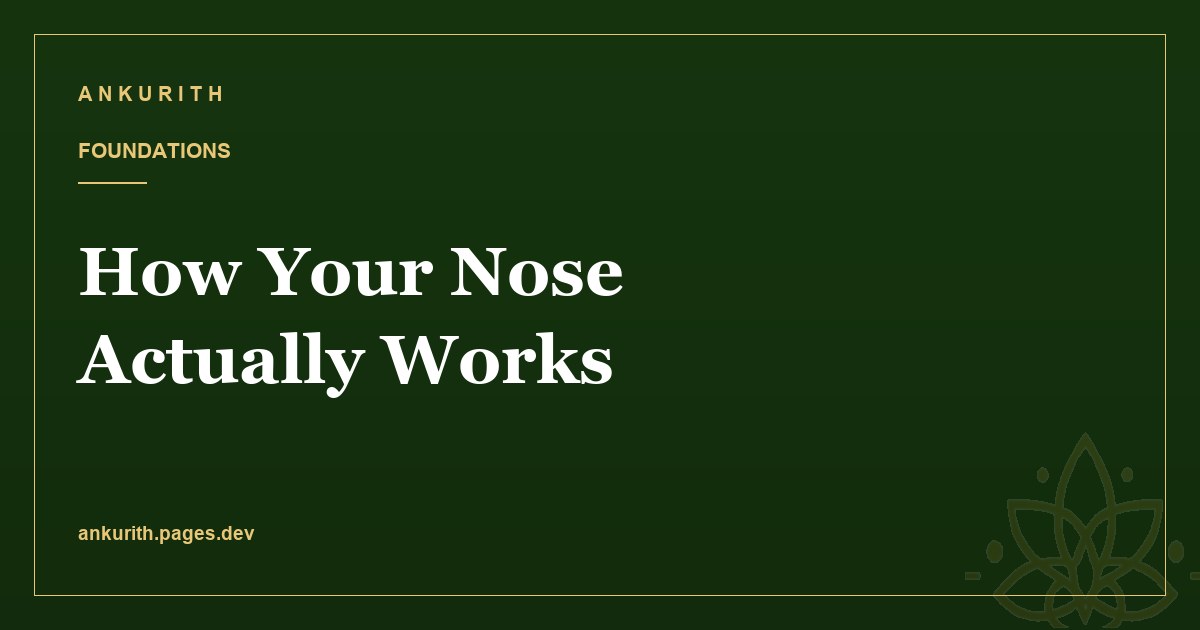 How Your Nose Actually Works